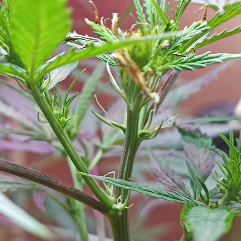 Girafa growlog timeline photo