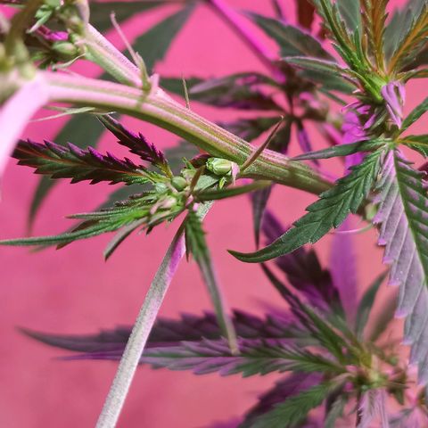 Girafa growlog timeline photo