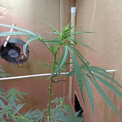 Girafa growlog timeline photo