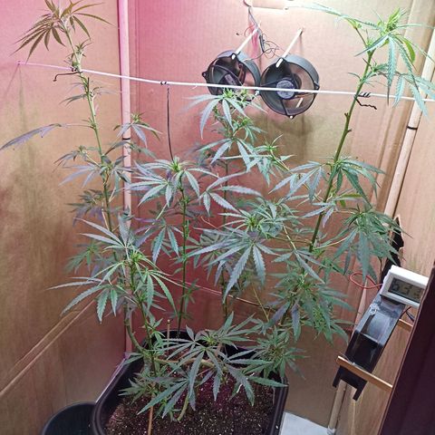 Girafa growlog timeline photo
