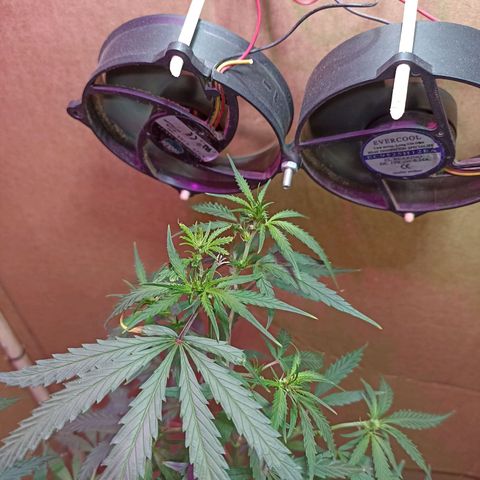 Girafa growlog timeline photo
