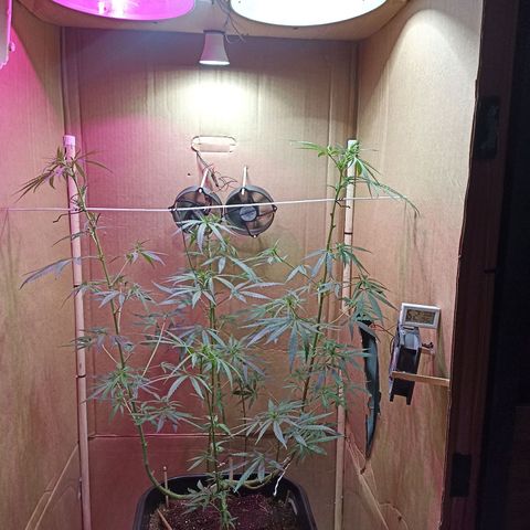 Girafa growlog timeline photo