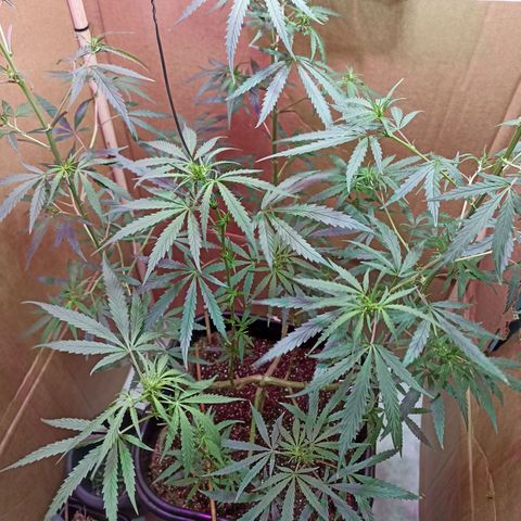 Girafa growlog timeline photo