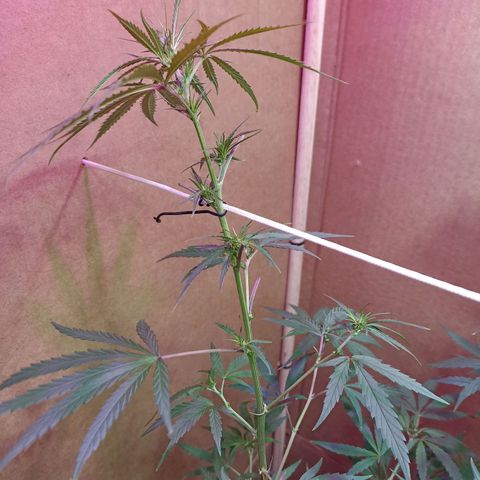 Girafa growlog timeline photo