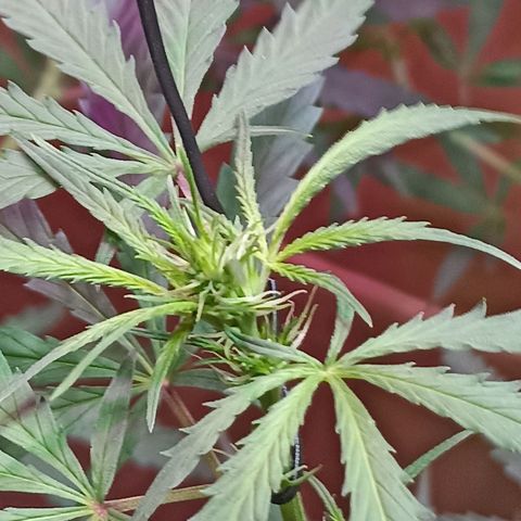 Girafa growlog timeline photo