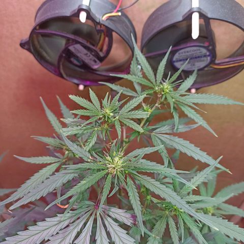 Girafa growlog timeline photo