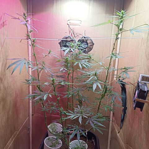 Girafa growlog timeline photo