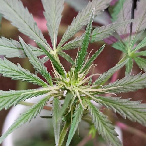 Girafa growlog timeline photo