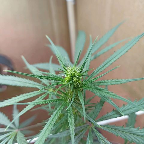 Girafa growlog timeline photo
