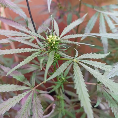 Girafa growlog timeline photo