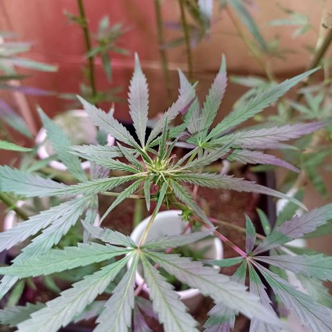 Girafa growlog timeline photo