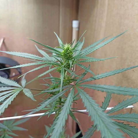 Girafa growlog timeline photo