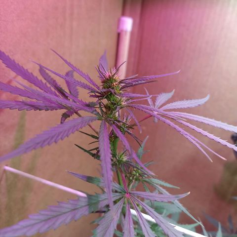 Girafa growlog timeline photo