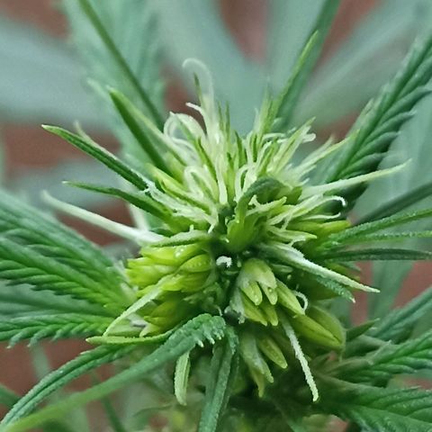 Girafa growlog timeline photo