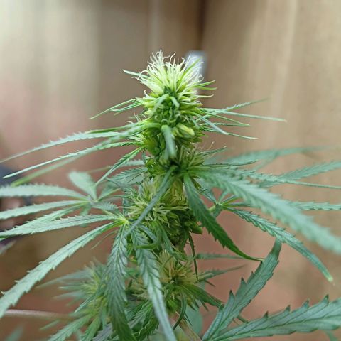 Girafa growlog timeline photo