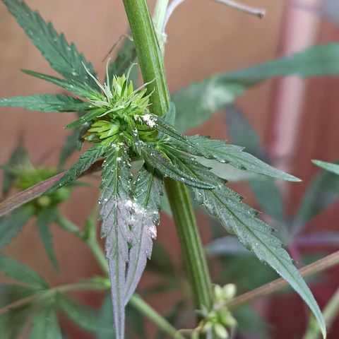 Girafa growlog timeline photo