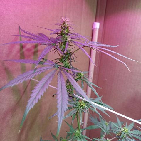 Girafa growlog timeline photo