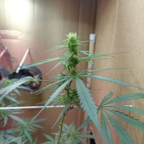 Girafa growlog timeline photo