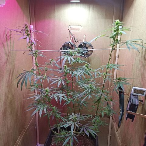Girafa growlog timeline photo