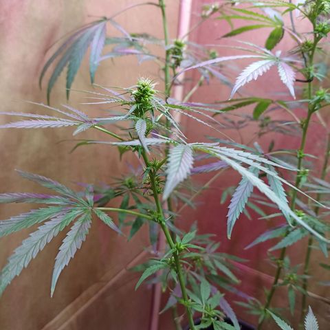 Girafa growlog timeline photo