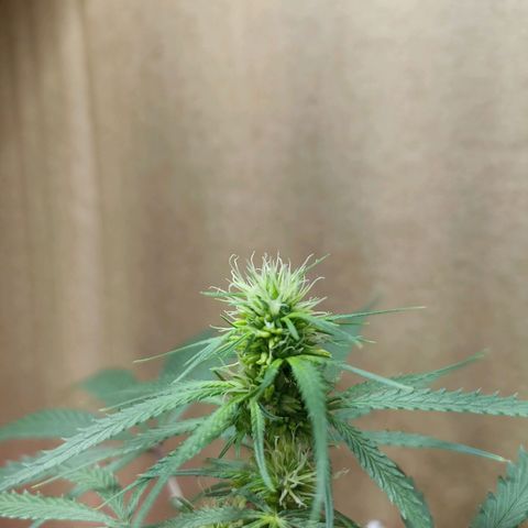 Girafa growlog timeline photo