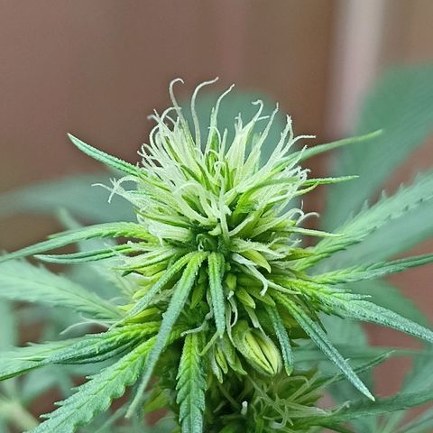 Girafa growlog timeline photo