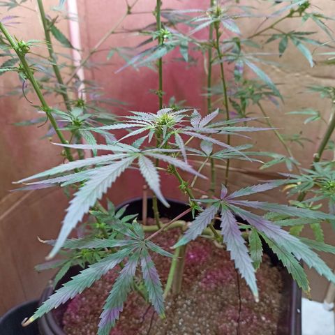 Girafa growlog timeline photo