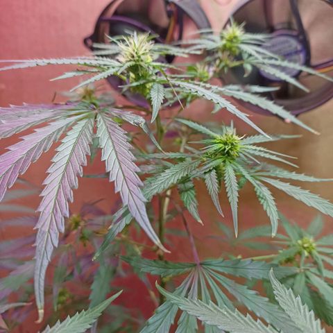 Girafa growlog timeline photo