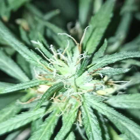 Girafa growlog timeline photo