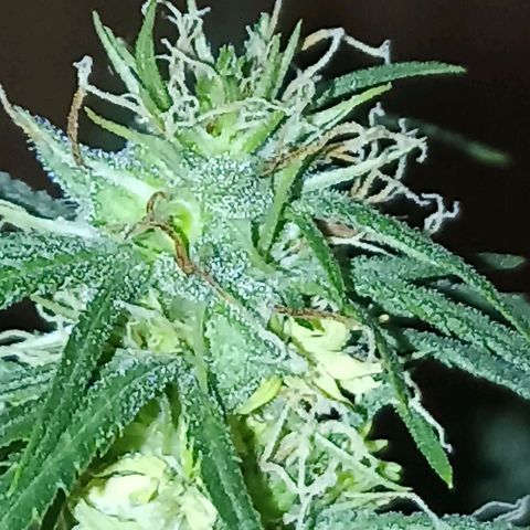 Girafa growlog timeline photo