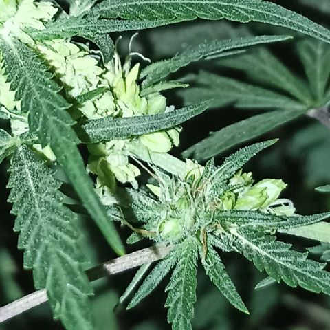 Girafa growlog timeline photo