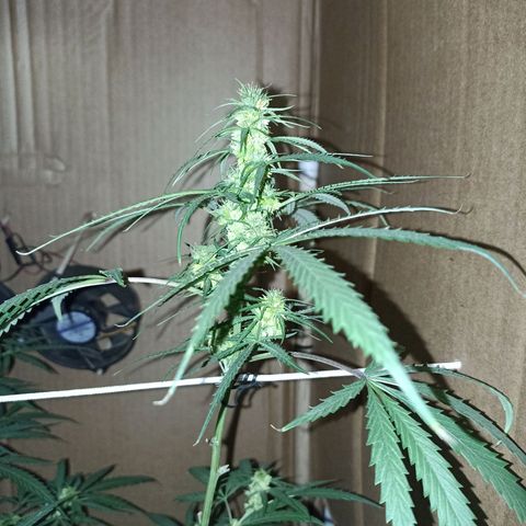 Girafa growlog timeline photo