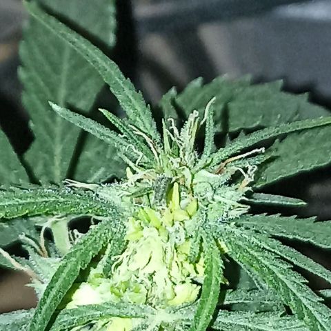 Girafa growlog timeline photo