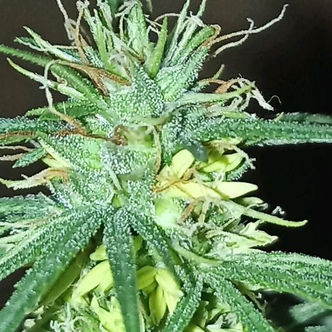 Girafa growlog timeline photo