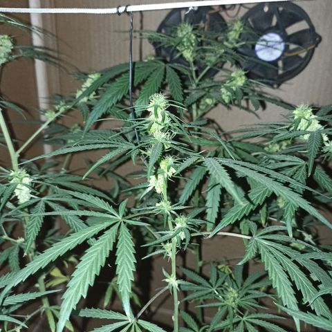 Girafa growlog timeline photo