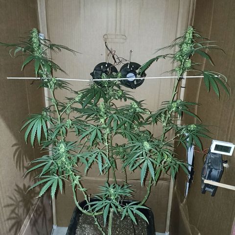 Girafa growlog timeline photo