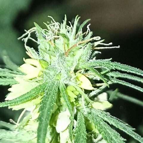 Girafa growlog timeline photo