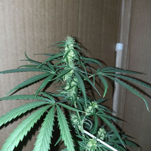 Girafa growlog timeline photo