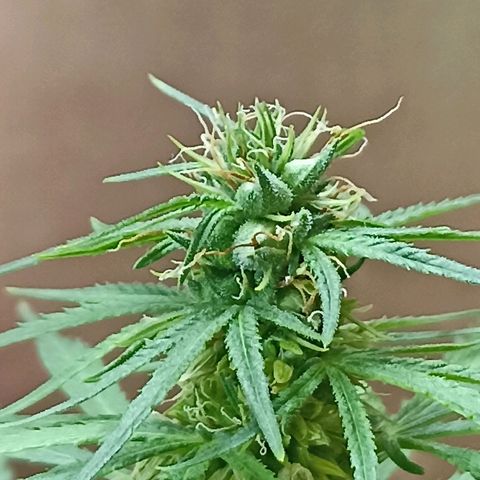 Girafa growlog timeline photo