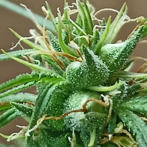 Girafa growlog timeline photo