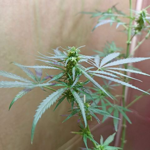 Girafa growlog timeline photo