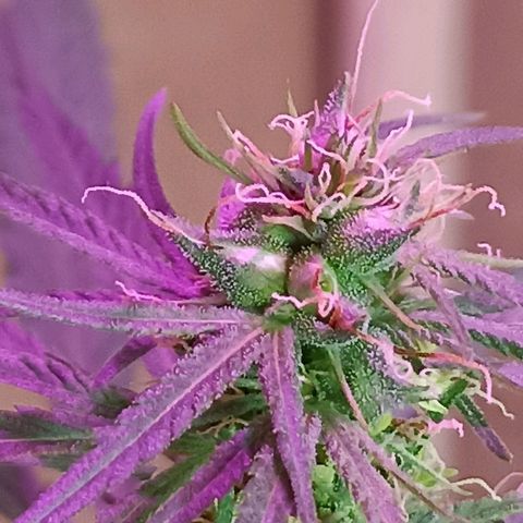 Girafa growlog timeline photo