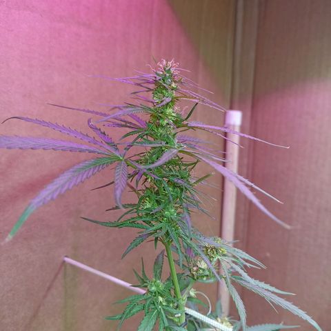 Girafa growlog timeline photo