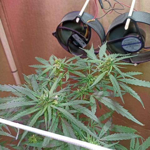 Girafa growlog timeline photo