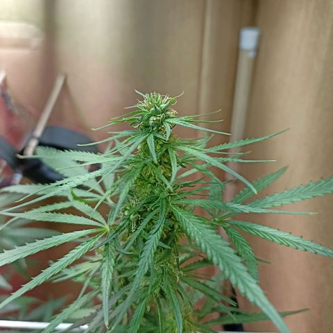 Girafa growlog timeline photo