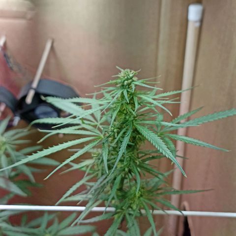 Girafa growlog timeline photo