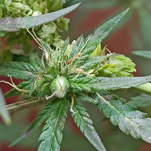 Girafa growlog timeline photo