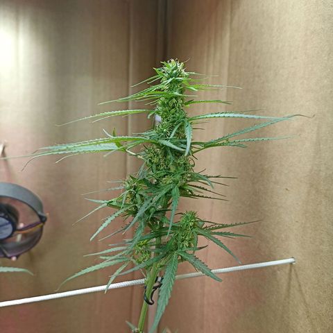 Girafa growlog timeline photo