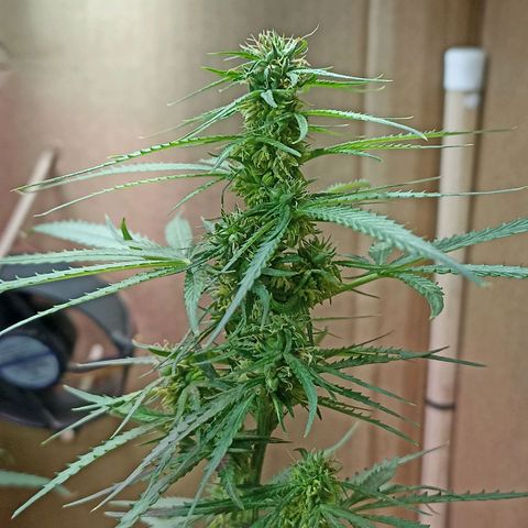Girafa growlog timeline photo
