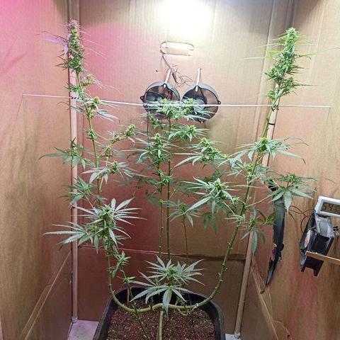 Girafa growlog timeline photo
